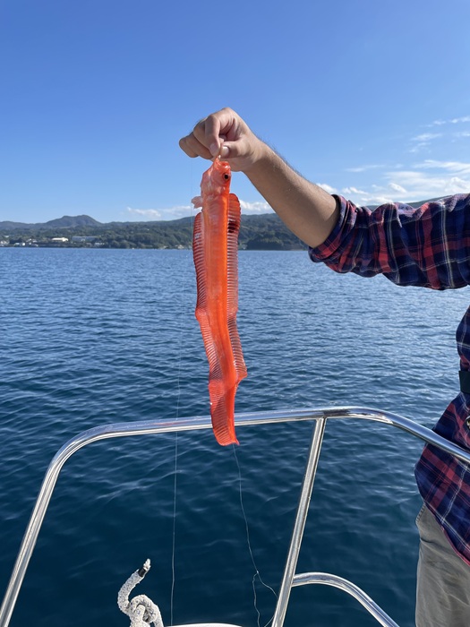 船から釣った魚