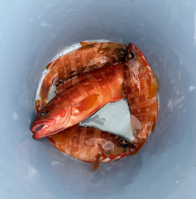 釣果
