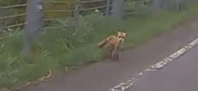 道路脇に現れたキツネ